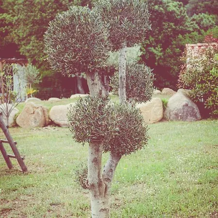 Grande De Standing Avec Piscine A En Corse *