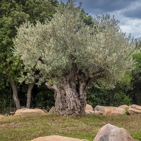 Grande De Standing Avec Piscine A En Corse * 사공