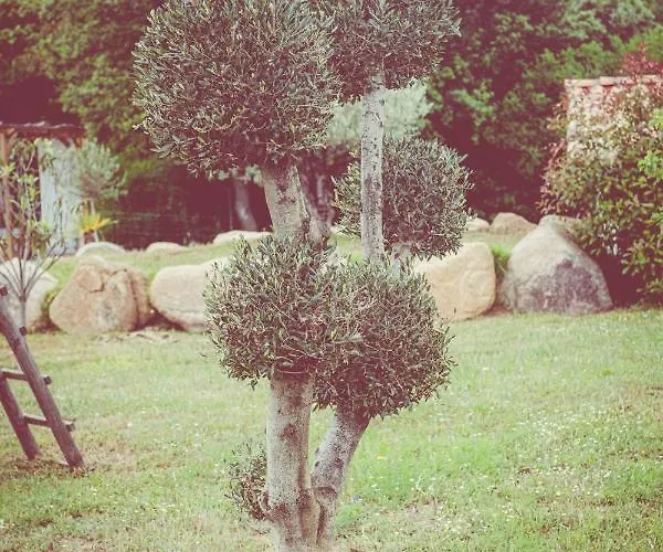 Grande De Standing Avec Piscine A En Corse *
