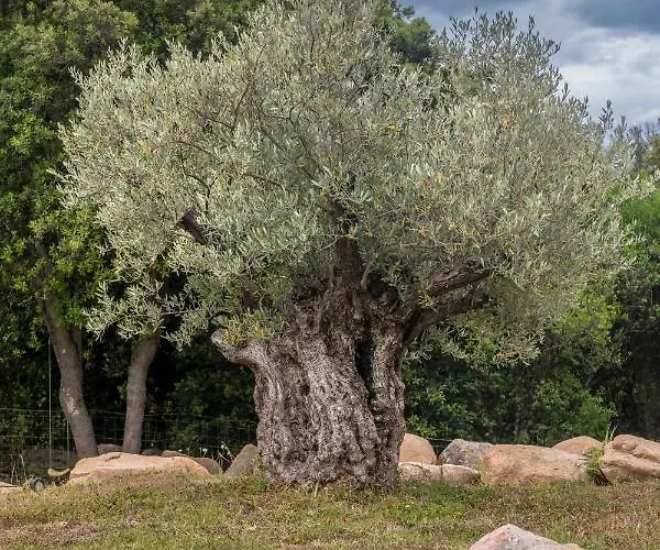 Grande De Standing Avec Piscine A En Corse * Sagone (Corsica)